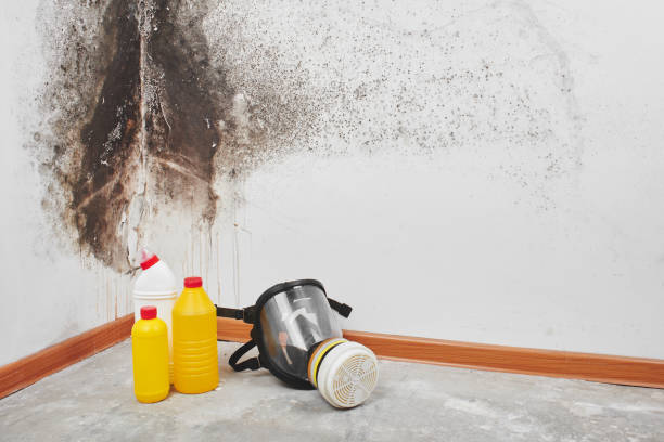 Professional Mold Removal in Henderson, GA