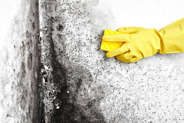 Best Home Mold Removal  in Henderson, GA
