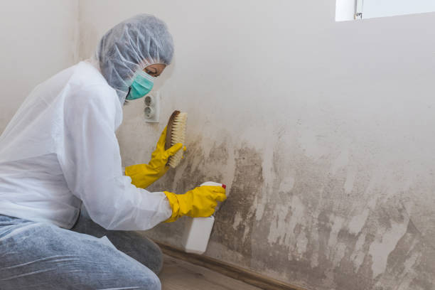 Best Attic Mold Removal  in Henderson, GA