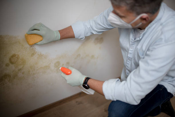 Mold Removal and Inspection in Henderson, GA