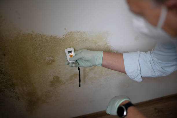 Best Local Mold Removal Service  in Henderson, GA