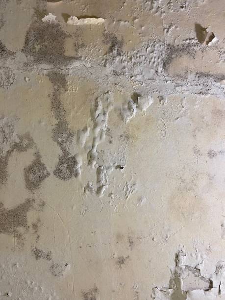 Best Professional Mold Removal  in Henderson, GA