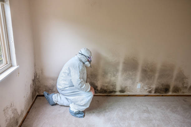 Best Emergency Mold Removal  in Henderson, GA