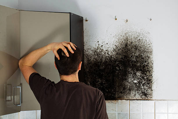Best Same-Day Mold Removal  in Henderson, GA