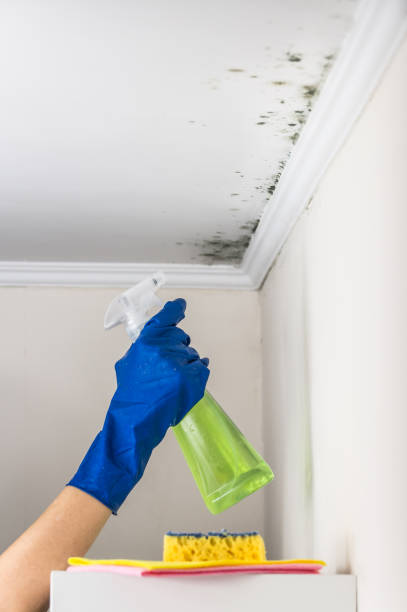 Best Emergency Mold Removal  in Henderson, GA