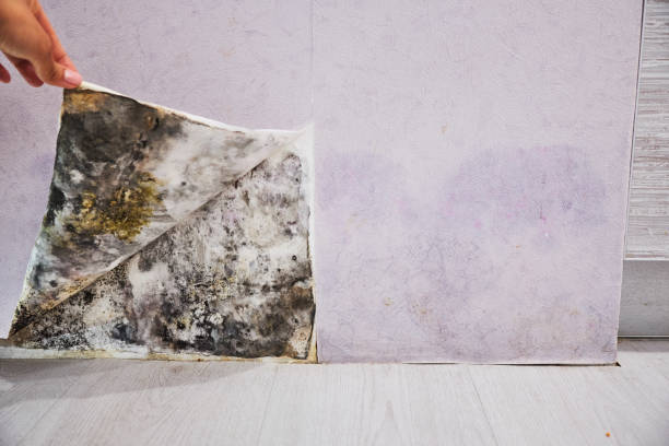 Best Mold Damage Repair  in Henderson, GA